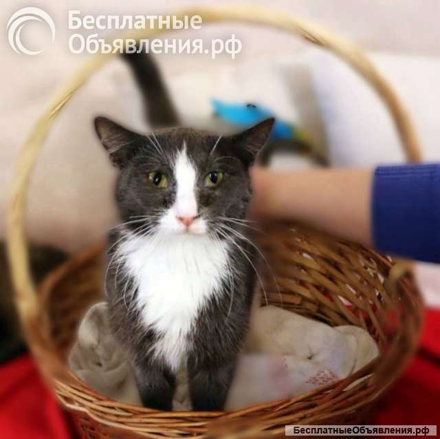 Дымок и Анечка ищут дом