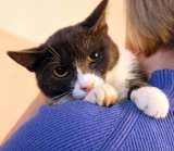 Дымок и Анечка ищут дом