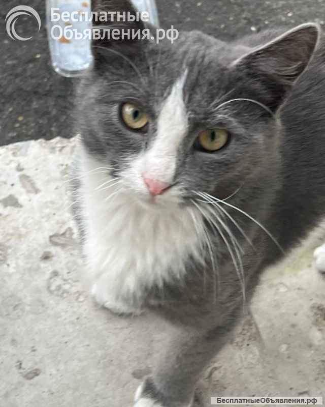 Дымок и Анечка ищут дом