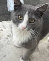 Дымок и Анечка ищут дом