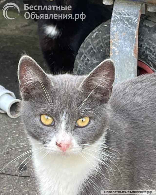 Дымок и Анечка ищут дом