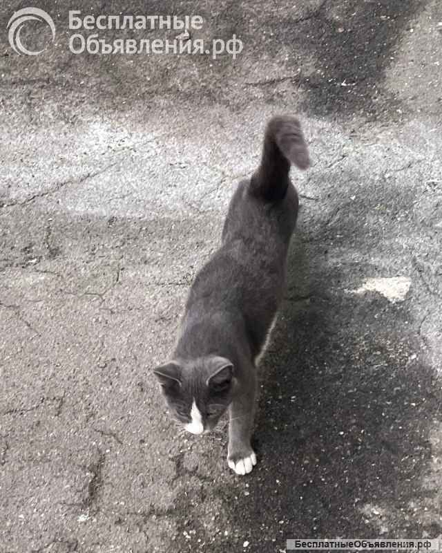 Дымок и Анечка ищут дом