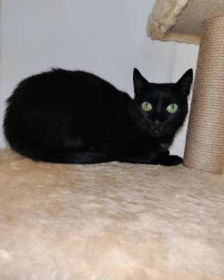 Черничка ищет дом