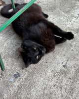 Черничка ищет дом