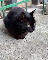 Черничка ищет дом