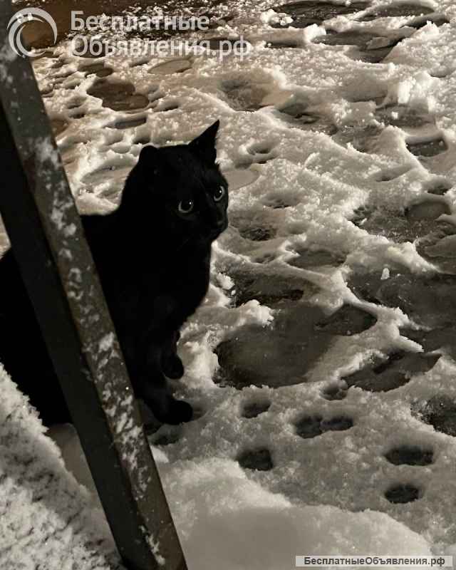 Черничка ищет дом