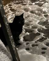 Черничка ищет дом