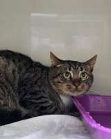 Честер ищет дом