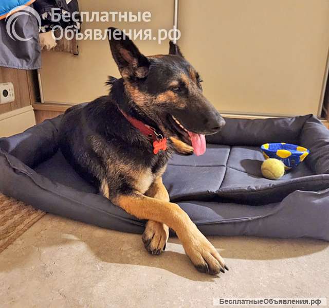 Молодая собака Вита, немецкая овчарка ищет дом