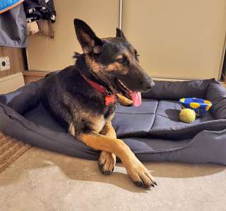 Молодая собака Вита, немецкая овчарка ищет дом