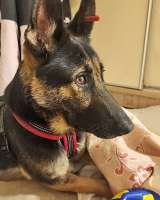 Молодая собака Вита, немецкая овчарка ищет дом