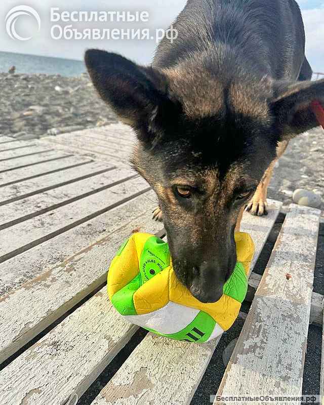 Молодая собака Вита, немецкая овчарка ищет дом