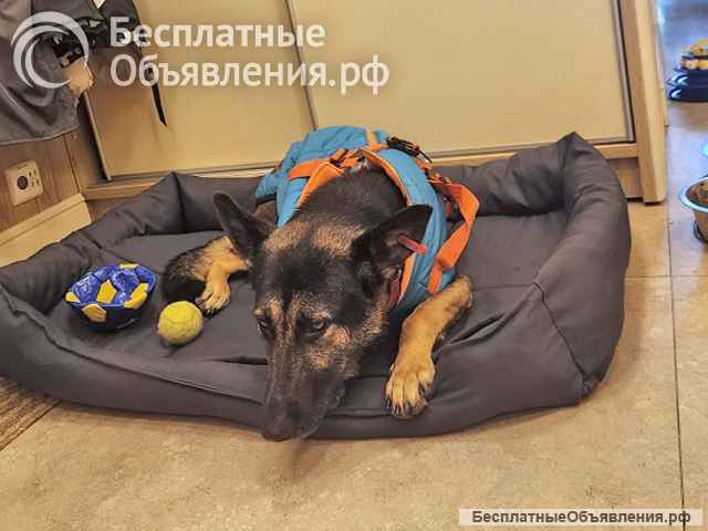 Молодая собака Вита, немецкая овчарка ищет дом