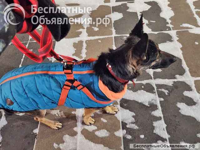 Молодая собака Вита, немецкая овчарка ищет дом