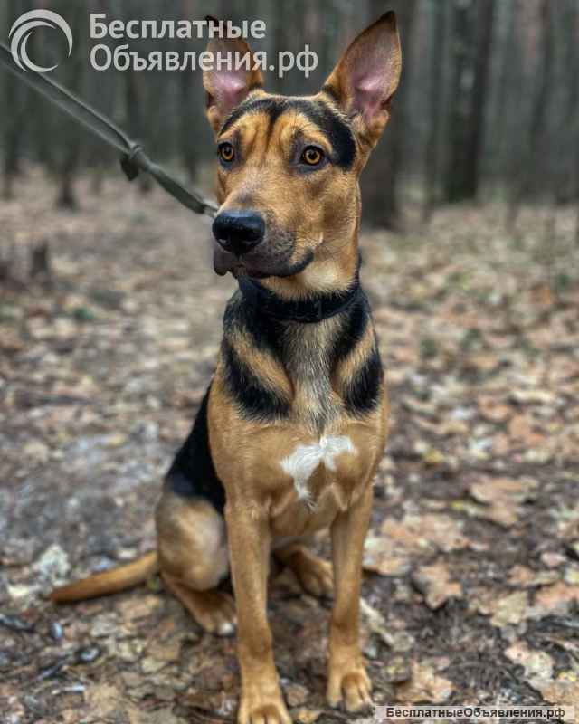 Умный, контактный, игривый Рокки ищет дом