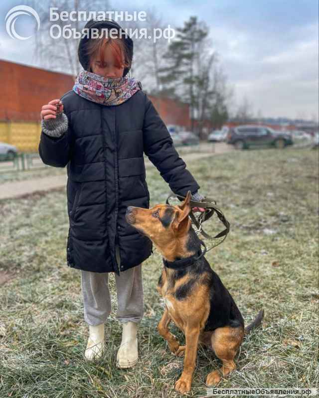 Умный, контактный, игривый Рокки ищет дом