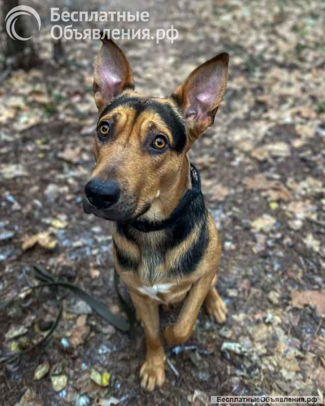 Умный, контактный, игривый Рокки ищет дом