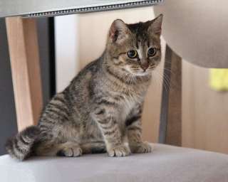 Очаровательная Манечка, ласковый тигровый котенок ищет дом