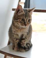 Очаровательная Манечка, ласковый тигровый котенок ищет дом