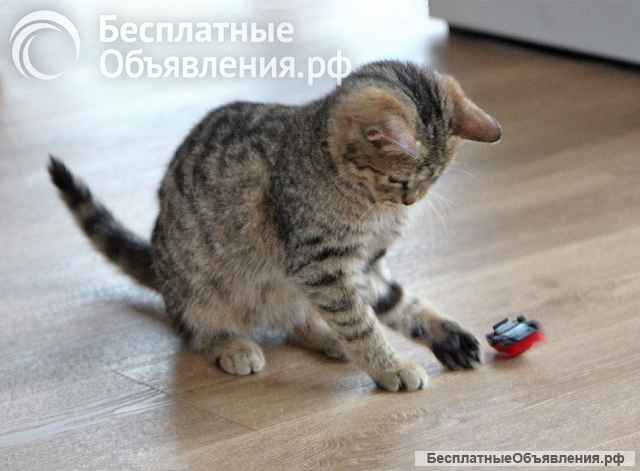 Очаровательная Манечка, ласковый тигровый котенок ищет дом