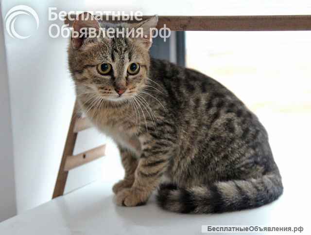 Очаровательная Манечка, ласковый тигровый котенок ищет дом