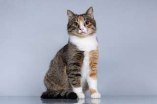 Молодая кошачья семья ищет дом