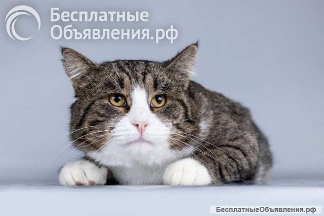 Молодая кошачья семья ищет дом