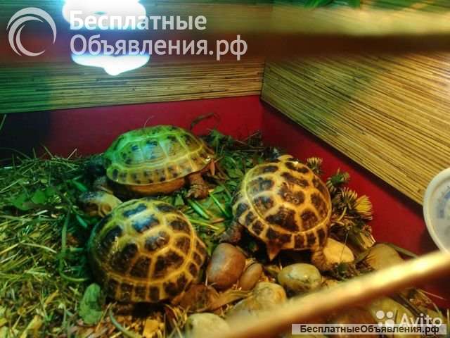 Сухопутная черепаха