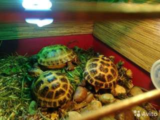 Сухопутная черепаха