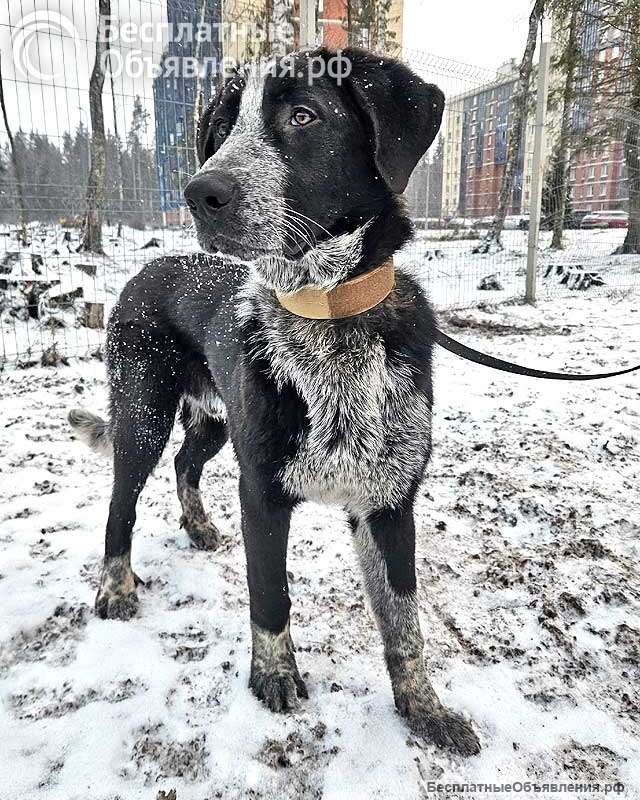 Миша, тот самый пёс, которого Вы будете называть наш