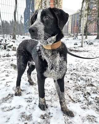 Миша, тот самый пёс, которого Вы будете называть наш