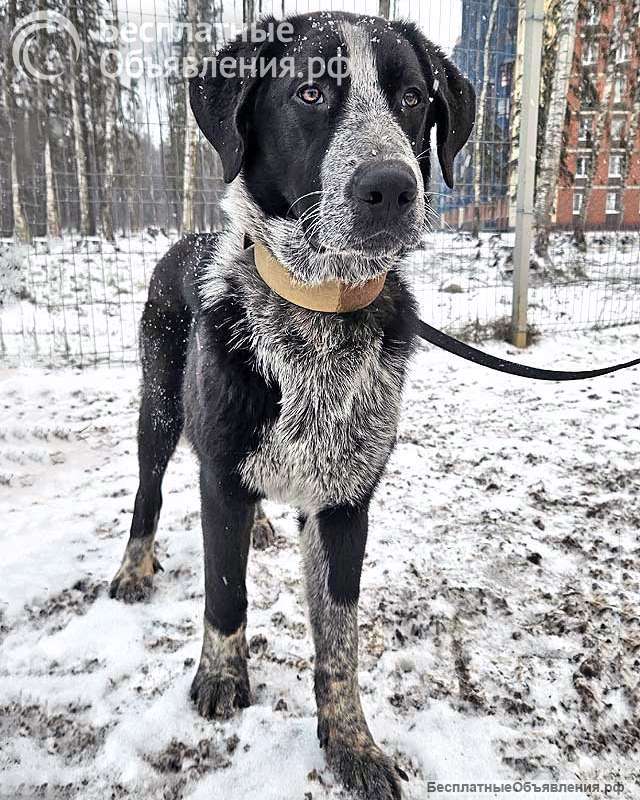 Миша, тот самый пёс, которого Вы будете называть наш