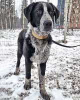 Миша, тот самый пёс, которого Вы будете называть наш