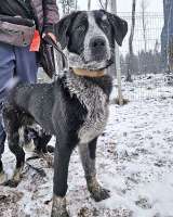 Миша, тот самый пёс, которого Вы будете называть наш