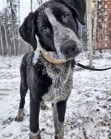 Миша, тот самый пёс, которого Вы будете называть наш