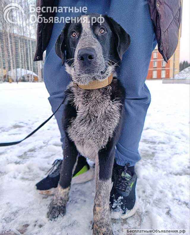 Миша, тот самый пёс, которого Вы будете называть наш
