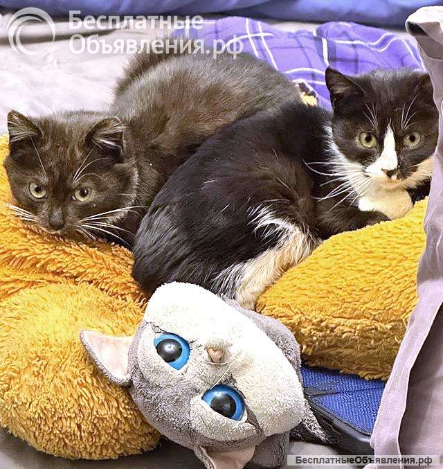 Два маленьких котенка мальчик и девочка ищут дом