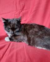 Два маленьких котенка мальчик и девочка ищут дом