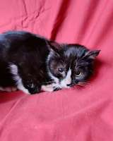 Два маленьких котенка мальчик и девочка ищут дом