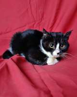 Два маленьких котенка мальчик и девочка ищут дом