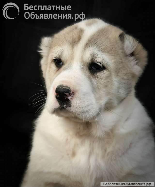 Среднеазиатская овчарка щенки высшего качества