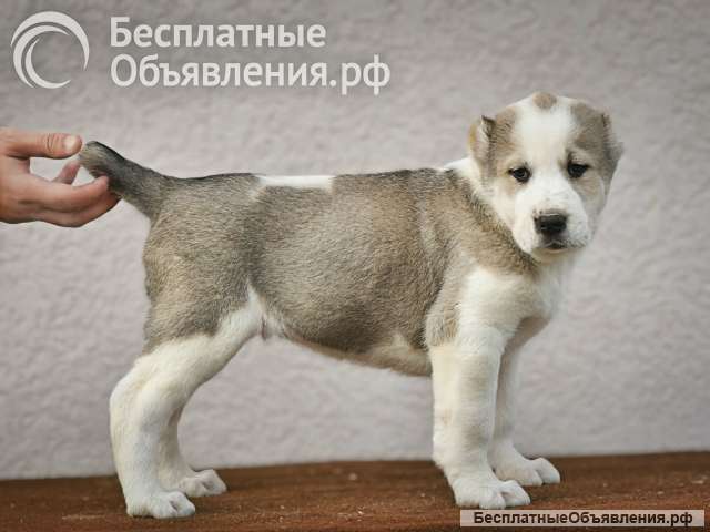 Среднеазиатская овчарка щенки высшего качества