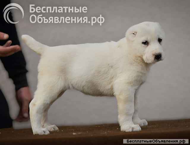 Среднеазиатская овчарка щенки высшего качества