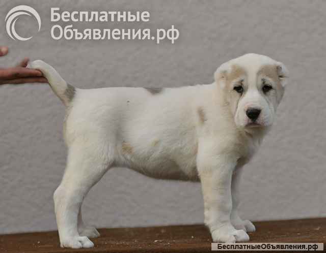Среднеазиатская овчарка щенки высшего качества