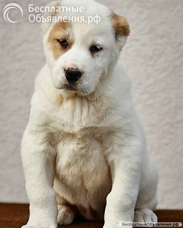 Среднеазиатская овчарка щенки высшего качества