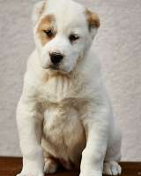 Среднеазиатская овчарка щенки высшего качества