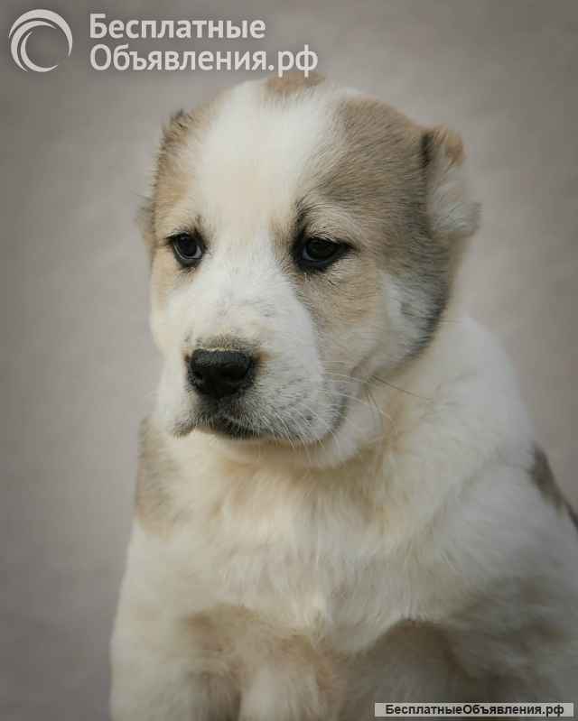 Среднеазиатская овчарка щенки высшего качества