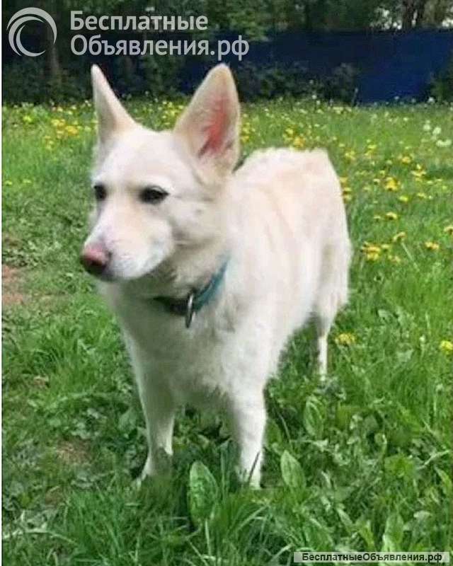 В добрые руки Чиффа, собака, о которой мечтают, но редко находят