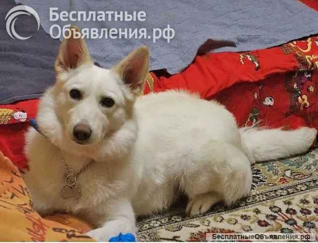 В добрые руки Чиффа, собака, о которой мечтают, но редко находят