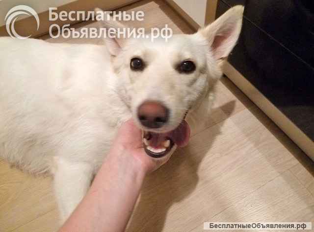 В добрые руки Чиффа, собака, о которой мечтают, но редко находят